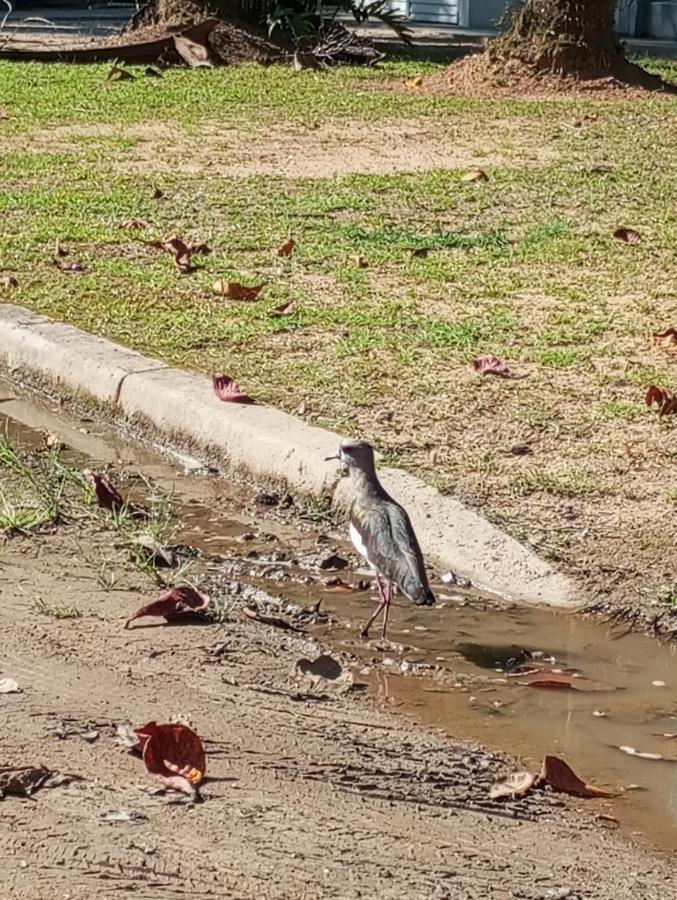 Pousada 5 Cachoeiras Ubatuba Eksteriør billede